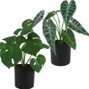 maxibazar Alocasia Et Monstera 7 Feuilles Pot H.30Cm
