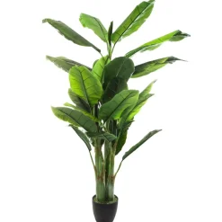 Atmosphera Bananier H.170Cm