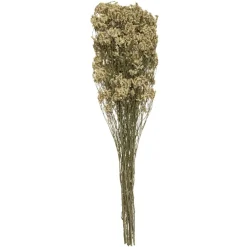 Atmosphera Graminee H.57Cm