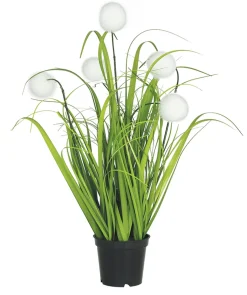 maxibazar Graminees 5 Pompons Blancs Pot H.40Cm
