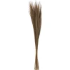 maxibazar Herbes Sechees Origines H.110Cm
