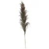 Atmosphera Pampa Naturel Brune X3 Pieces H.110Cm
