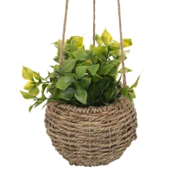 maxibazar Plante A Suspendre Naturel Zoe H.17Cm En Box
