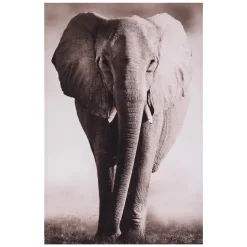 maxibazar Toile Imprimee Animaux D.75X115Cm